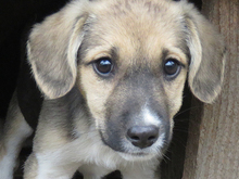VICKY, Hund, Mischlingshund in Rumänien - Bild 6