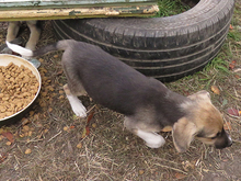 VICKY, Hund, Mischlingshund in Rumänien - Bild 8
