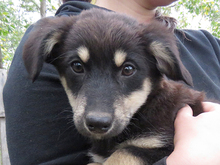 VIOLA, Hund, Mischlingshund in Rumänien - Bild 1
