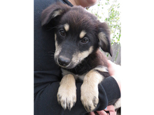 VIOLA, Hund, Mischlingshund in Rumänien - Bild 2