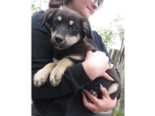 VIOLA, Hund, Mischlingshund in Rumänien - Bild 4
