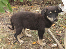 VIOLA, Hund, Mischlingshund in Rumänien - Bild 6