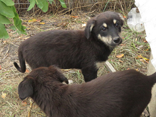 VIOLA, Hund, Mischlingshund in Rumänien - Bild 7