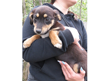VITA, Hund, Mischlingshund in Rumänien - Bild 2