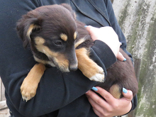 VITA, Hund, Mischlingshund in Rumänien - Bild 3