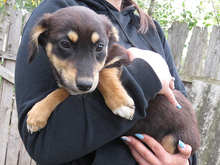 VITA, Hund, Mischlingshund in Rumänien - Bild 5