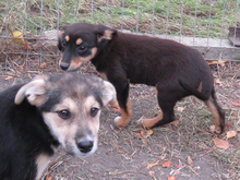 VITA, Hund, Mischlingshund in Rumänien - Bild 6