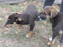 VITA, Hund, Mischlingshund in Rumänien - Bild 7