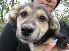 VINO, Hund, Mischlingshund in Rumänien - Bild 2