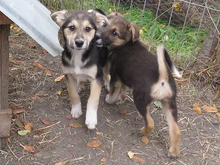 VINO, Hund, Mischlingshund in Rumänien - Bild 6
