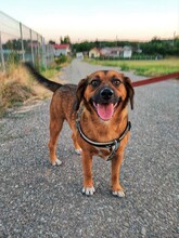 SHELDON, Hund, Mischlingshund in Rumänien - Bild 1