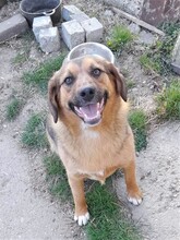 SHELDON, Hund, Mischlingshund in Rumänien - Bild 10
