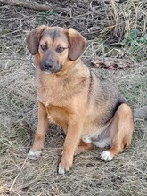 SHELDON, Hund, Mischlingshund in Rumänien - Bild 11