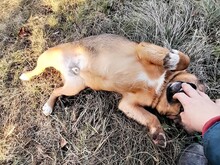 SHELDON, Hund, Mischlingshund in Rumänien - Bild 12
