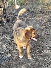 SHELDON, Hund, Mischlingshund in Rumänien - Bild 13