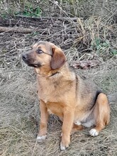 SHELDON, Hund, Mischlingshund in Rumänien - Bild 14