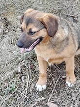 SHELDON, Hund, Mischlingshund in Rumänien - Bild 15