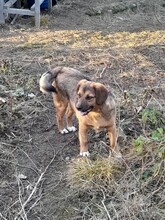 SHELDON, Hund, Mischlingshund in Rumänien - Bild 17
