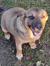 SHELDON, Hund, Mischlingshund in Rumänien - Bild 20