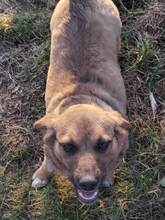 SHELDON, Hund, Mischlingshund in Rumänien - Bild 21