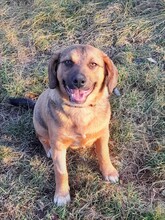 SHELDON, Hund, Mischlingshund in Rumänien - Bild 22