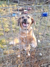 SHELDON, Hund, Mischlingshund in Rumänien - Bild 24
