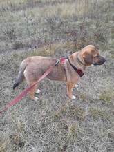 SHELDON, Hund, Mischlingshund in Rumänien - Bild 25