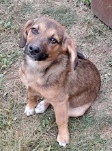 SHELDON, Hund, Mischlingshund in Rumänien - Bild 27
