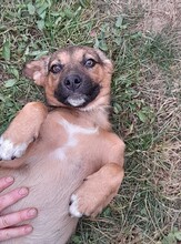 SHELDON, Hund, Mischlingshund in Rumänien - Bild 28