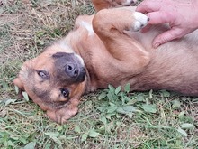 SHELDON, Hund, Mischlingshund in Rumänien - Bild 29