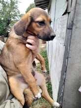 SHELDON, Hund, Mischlingshund in Rumänien - Bild 32
