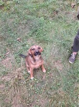 SHELDON, Hund, Mischlingshund in Rumänien - Bild 33