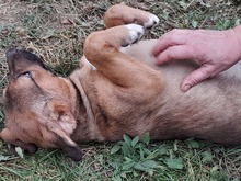 SHELDON, Hund, Mischlingshund in Rumänien - Bild 34