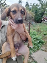 SHELDON, Hund, Mischlingshund in Rumänien - Bild 35