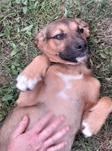 SHELDON, Hund, Mischlingshund in Rumänien - Bild 36