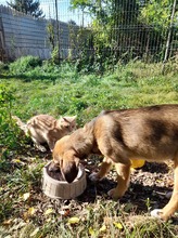 SHELDON, Hund, Mischlingshund in Rumänien - Bild 39