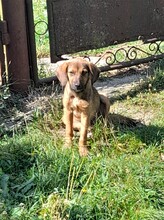 SHELDON, Hund, Mischlingshund in Rumänien - Bild 40