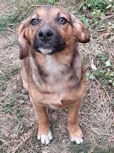 SHELDON, Hund, Mischlingshund in Rumänien - Bild 41