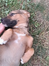 SHELDON, Hund, Mischlingshund in Rumänien - Bild 42