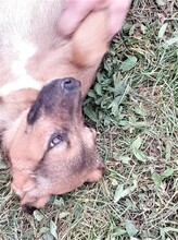 SHELDON, Hund, Mischlingshund in Rumänien - Bild 44