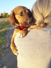 SHELDON, Hund, Mischlingshund in Rumänien - Bild 45