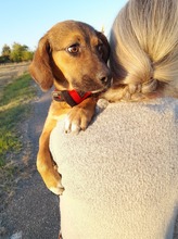 SHELDON, Hund, Mischlingshund in Rumänien - Bild 49