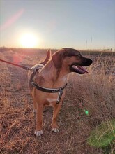 SHELDON, Hund, Mischlingshund in Rumänien - Bild 5