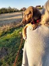 SHELDON, Hund, Mischlingshund in Rumänien - Bild 51
