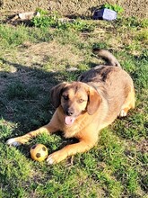 SHELDON, Hund, Mischlingshund in Rumänien - Bild 6