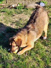 SHELDON, Hund, Mischlingshund in Rumänien - Bild 7