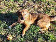 SHELDON, Hund, Mischlingshund in Rumänien - Bild 8