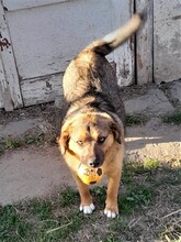 SHELDON, Hund, Mischlingshund in Rumänien - Bild 9