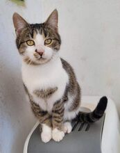 BORIS, Katze, Europäisch Kurzhaar in Bulgarien - Bild 1
