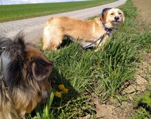 CLYDE, Hund, Mischlingshund in Oberickelsheim - Bild 10